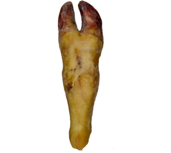 Pata de Res